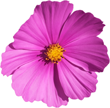 Pink Cosmos flower