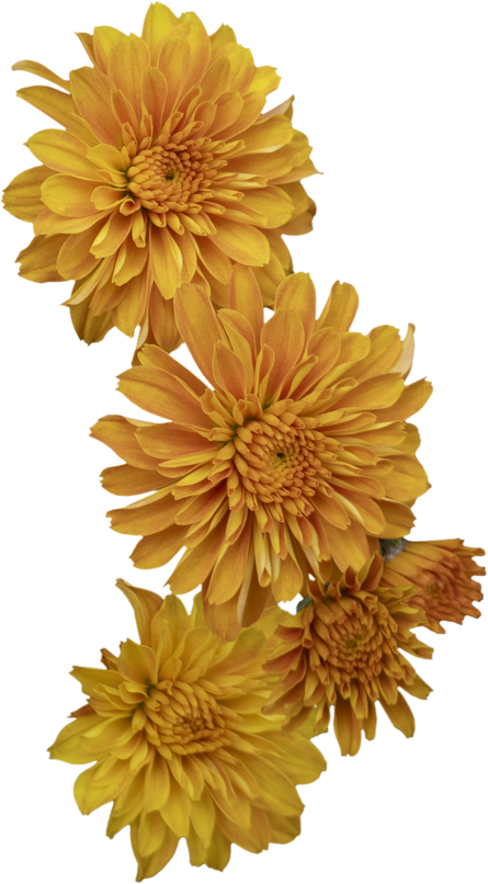 Chrysanthemum