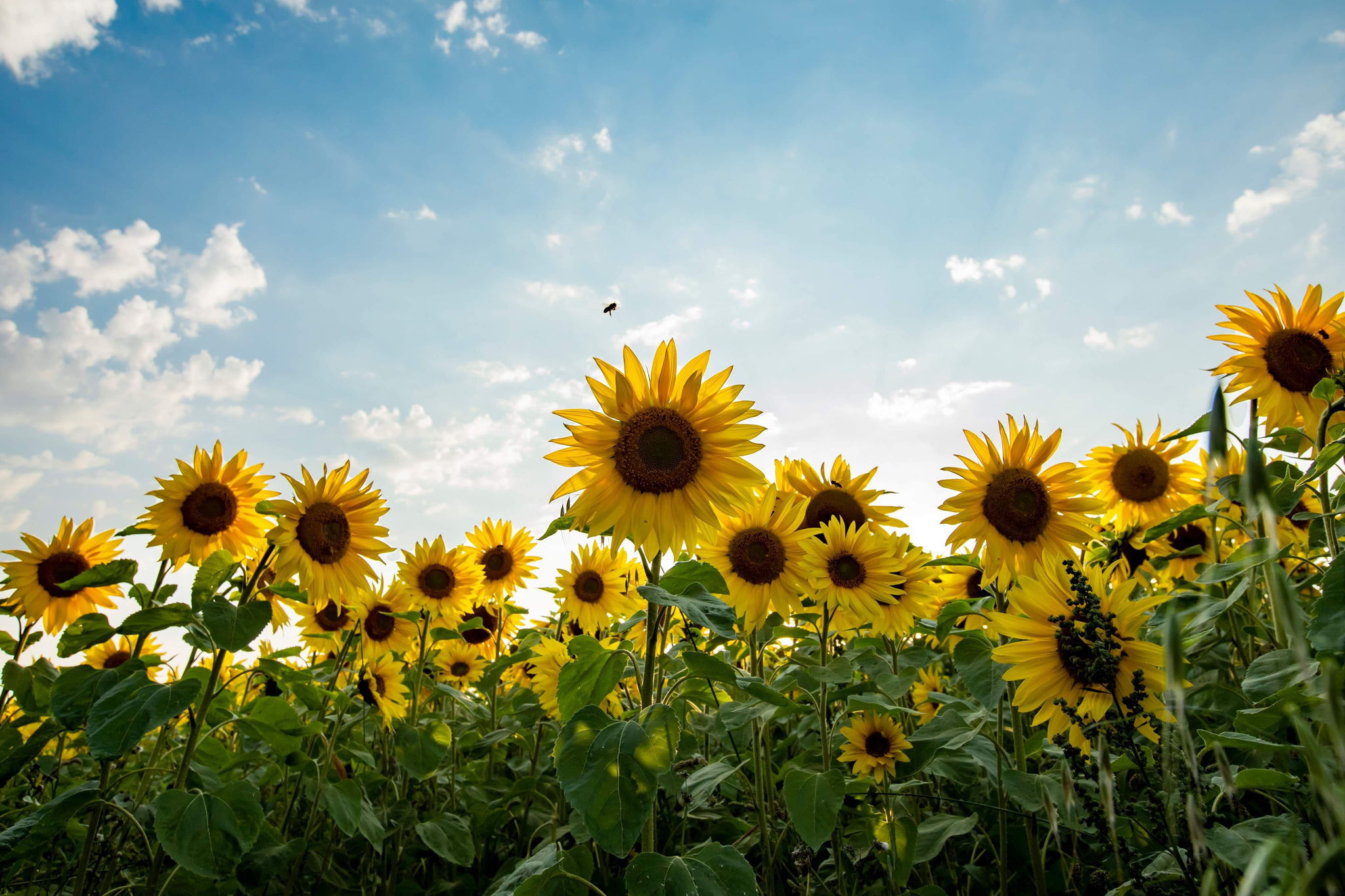 Sun Flower Field