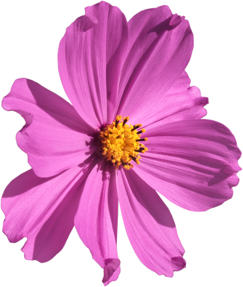 Pink Cosmos flower