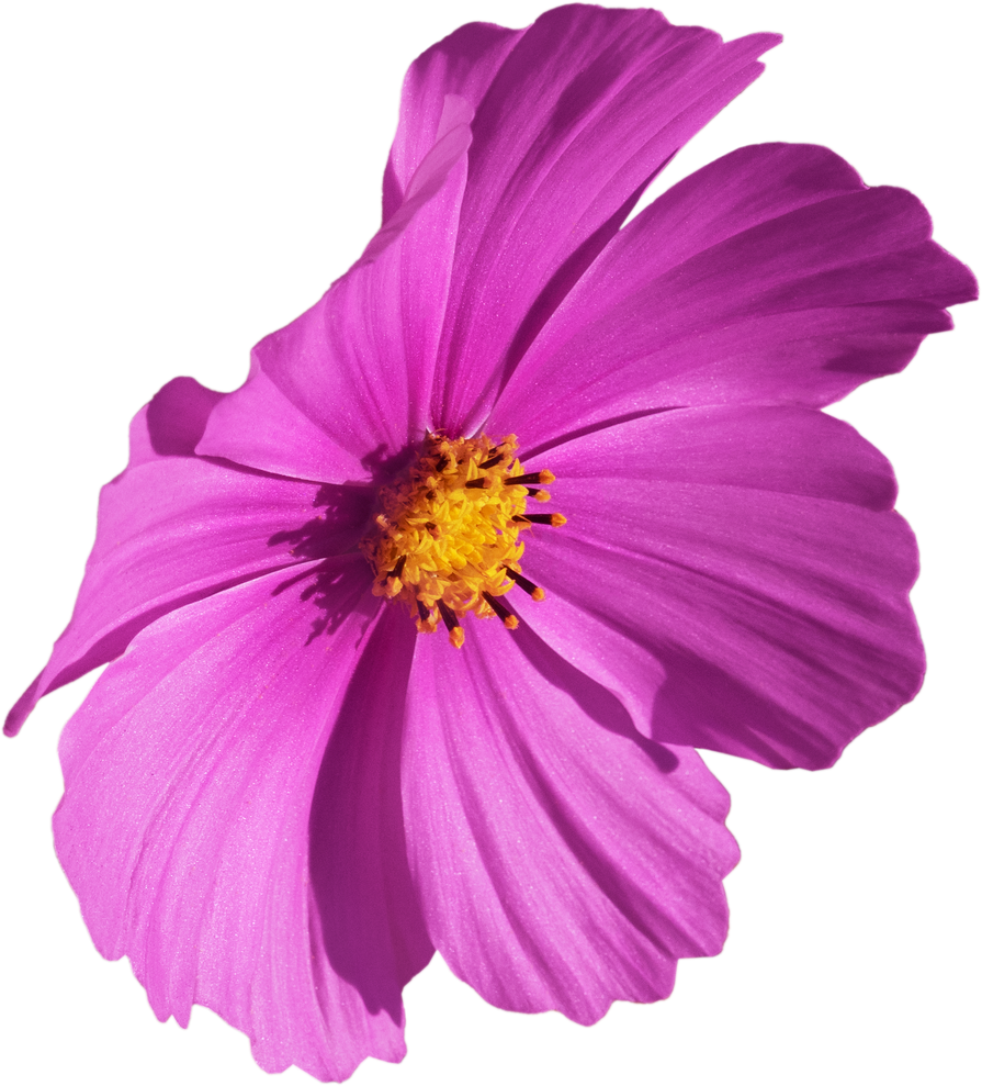 Pink Cosmos flower
