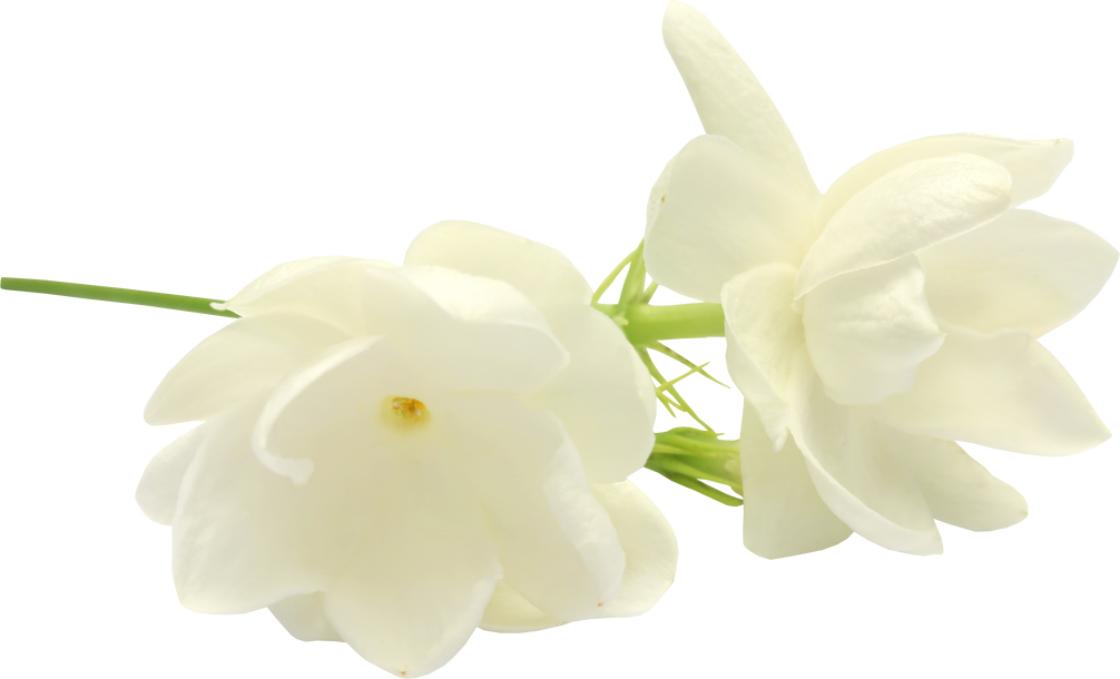 Jasmine Flower