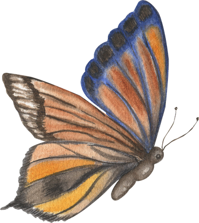 Butterfly watercolor. Vintage illustration