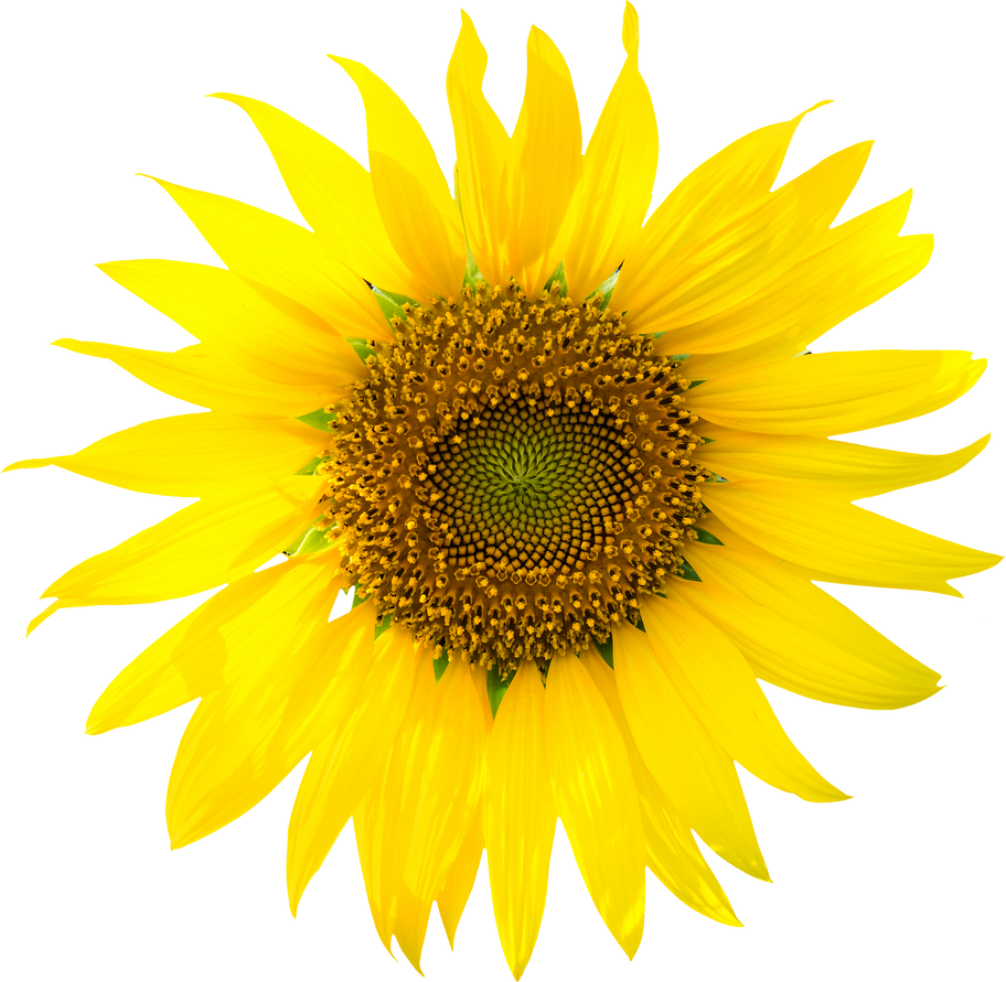 sun flower