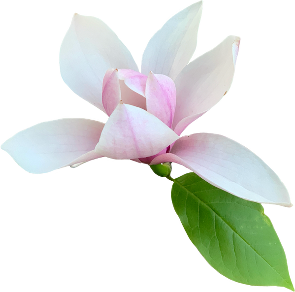 Magnolia