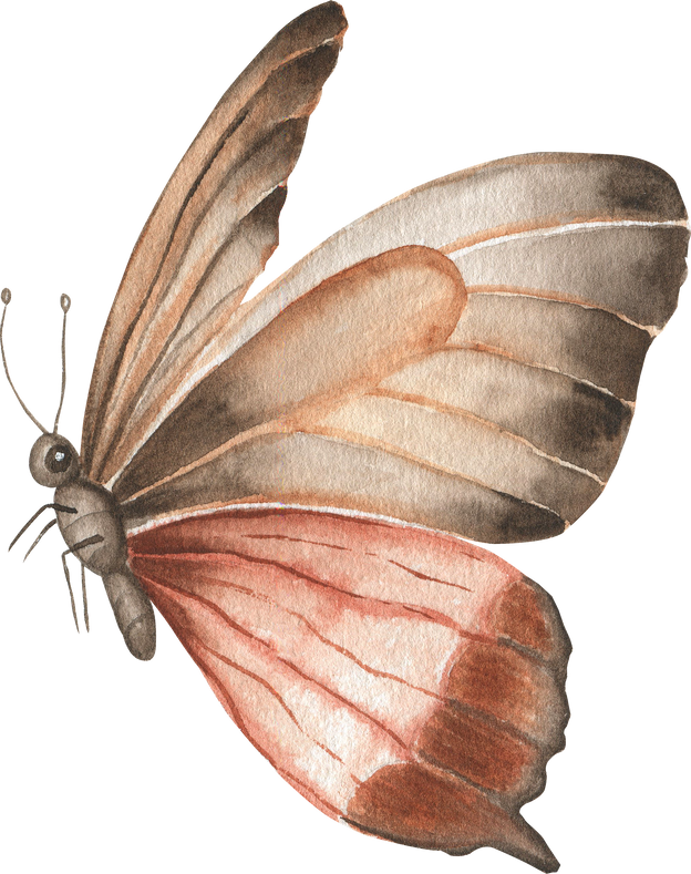 Brown butterfly watercolor. Vintage illustration