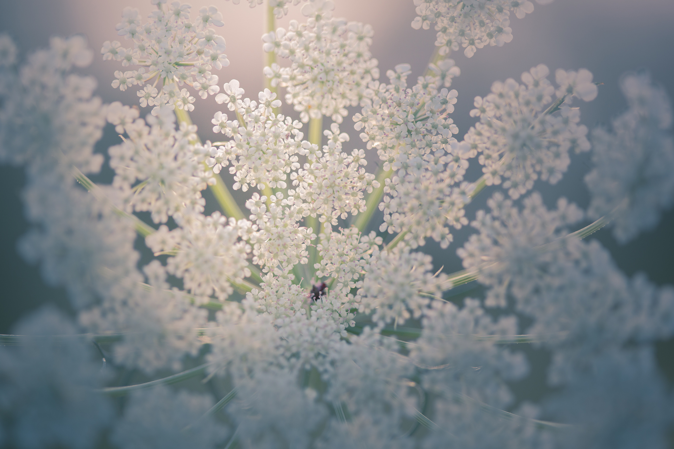 Queen Anne's Lace