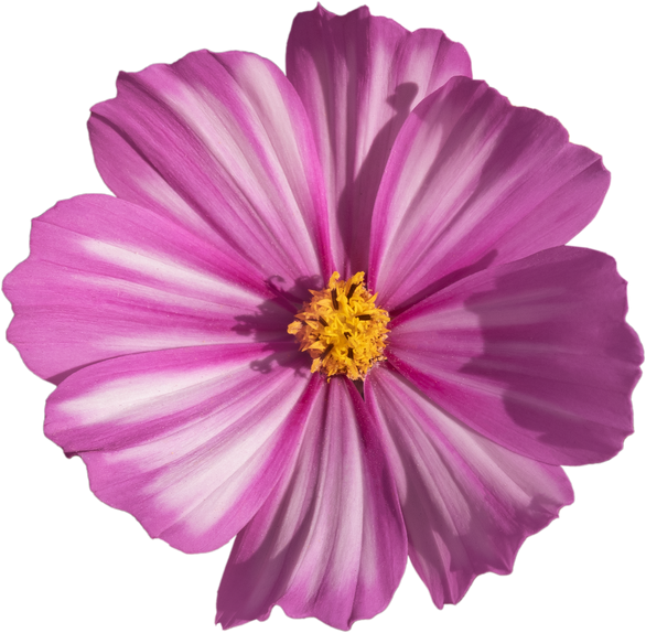 Pink Cosmos flower