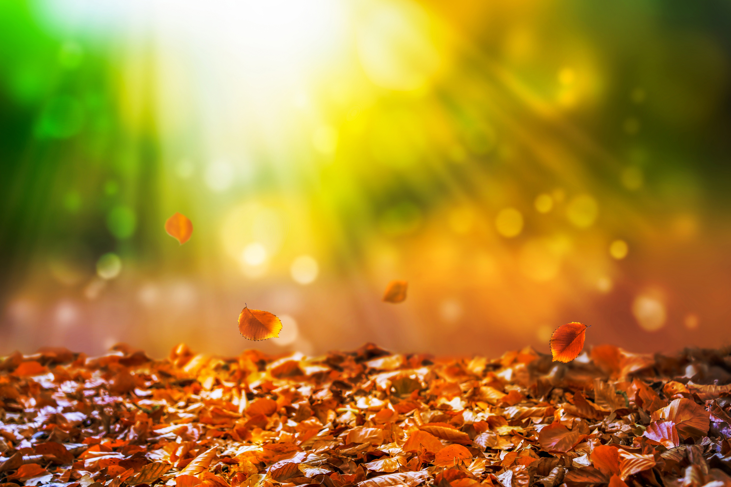 fall leaves in blurred autumnal forest idyll