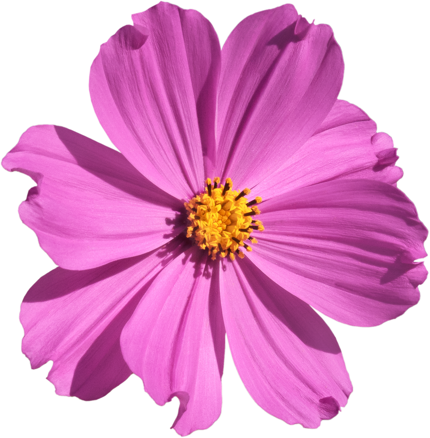 Pink Cosmos flower