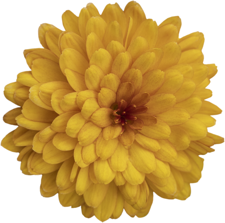 Chrysanthemum