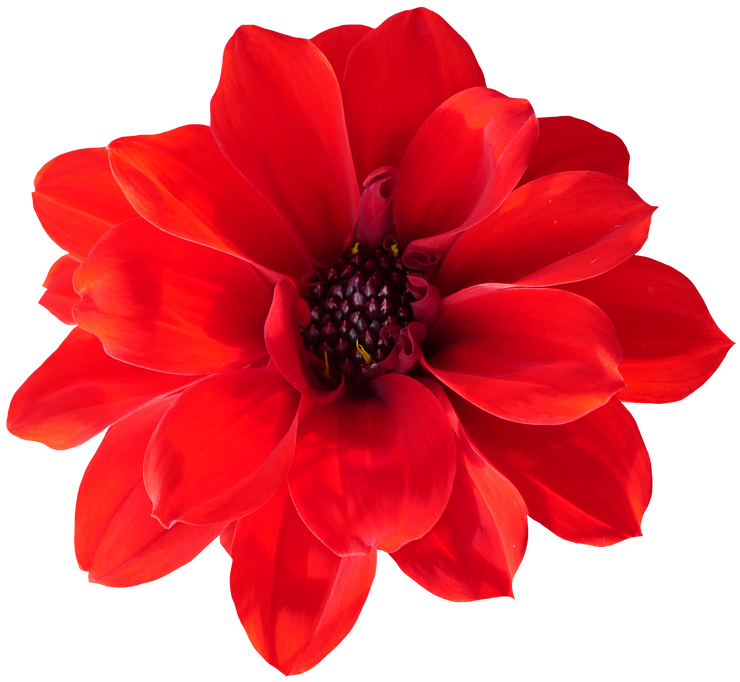 flower isolated transparency background.