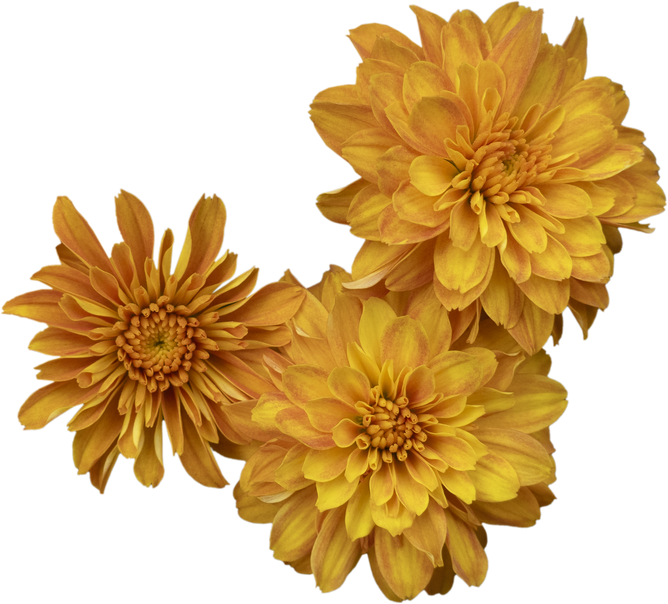 Chrysanthemum