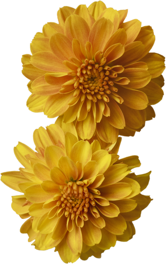Chrysanthemum